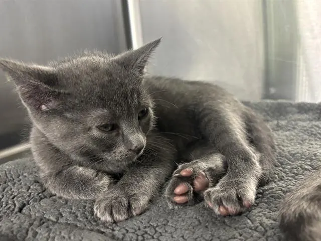 Bean