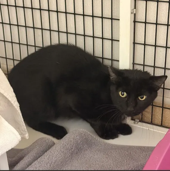Tnr
