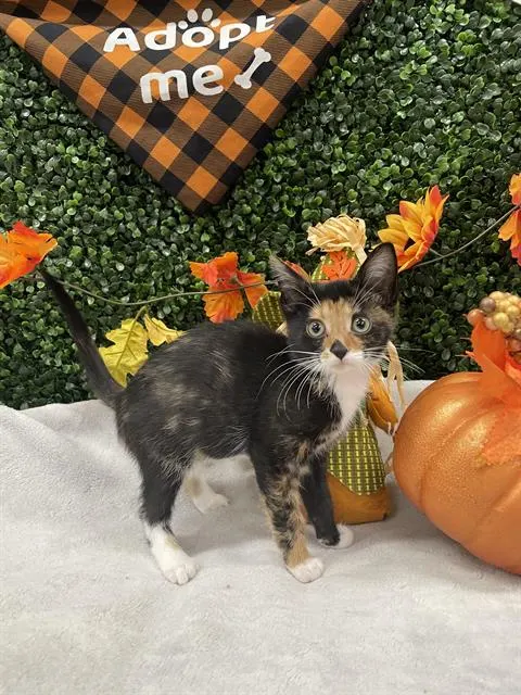 Daphne