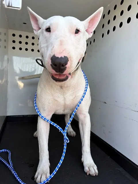 Chico