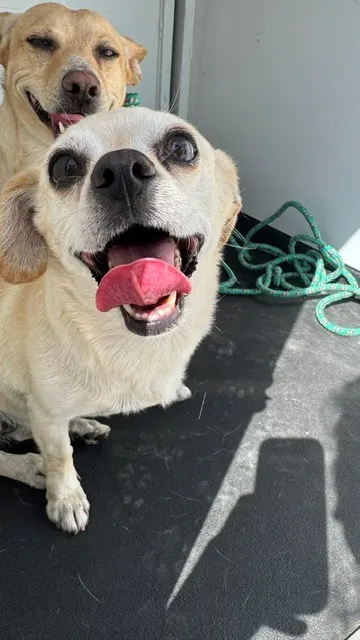 Adoptable Dog