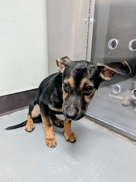 Adoptable Dog