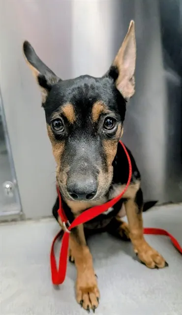 Adoptable Dog