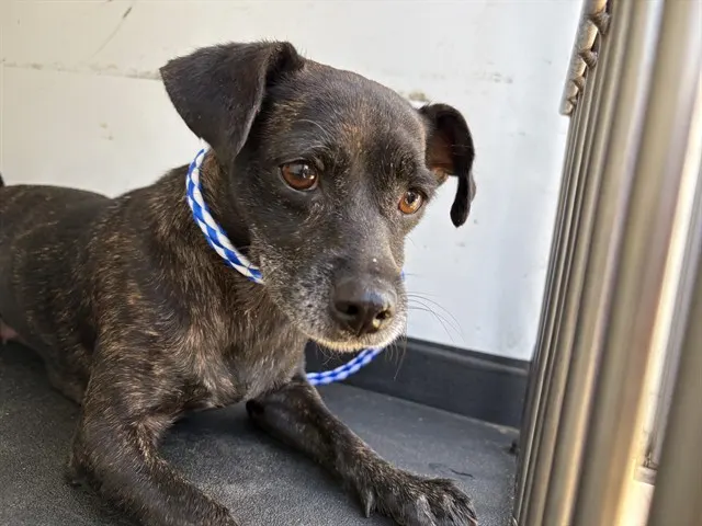 Adoptable Dog
