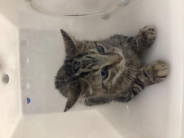 Adoptable Cat