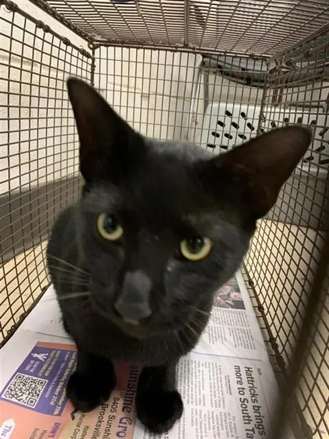 Adoptable Cat