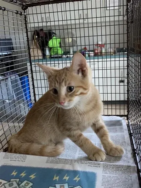Adoptable Cat