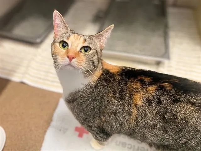Callie