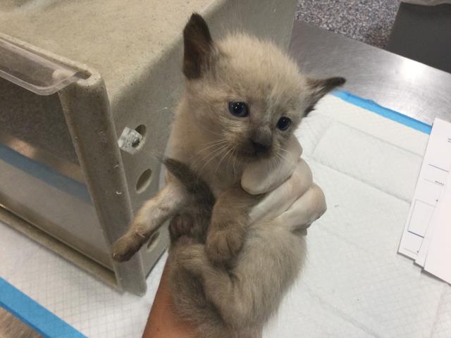 Adoptable Cat