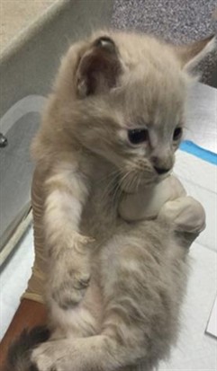 Adoptable Cat