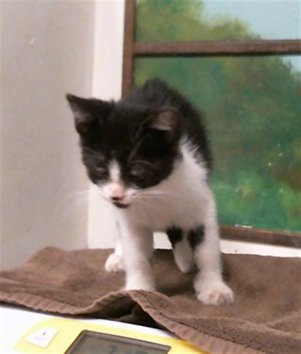 Adoptable Cat