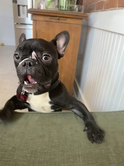 Pazuzu