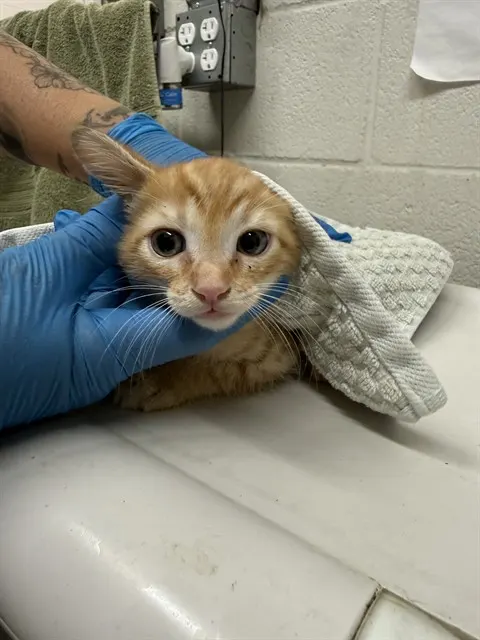 Adoptable Cat