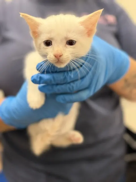 Adoptable Cat