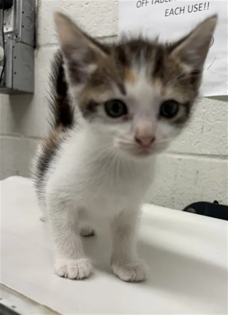 Adoptable Cat
