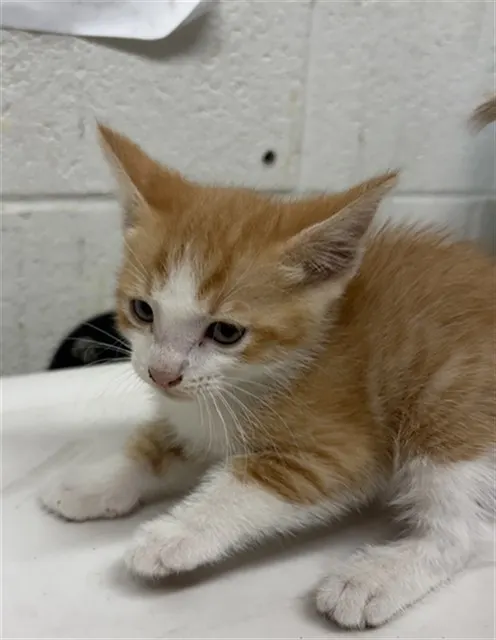 Adoptable Cat