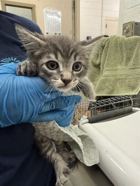 Adoptable Cat