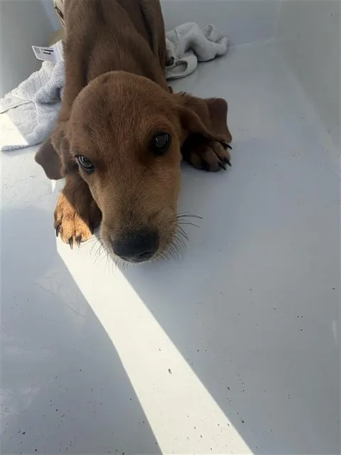 Adoptable Dog