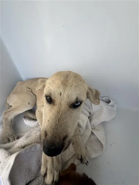 Adoptable Dog