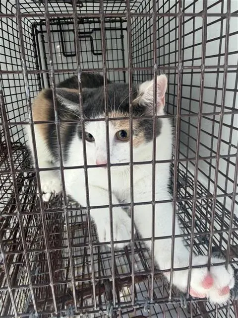 Adoptable Cat