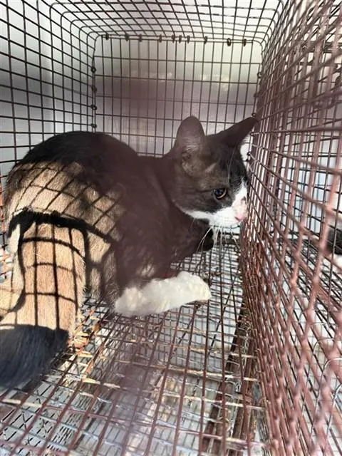 Adoptable Cat