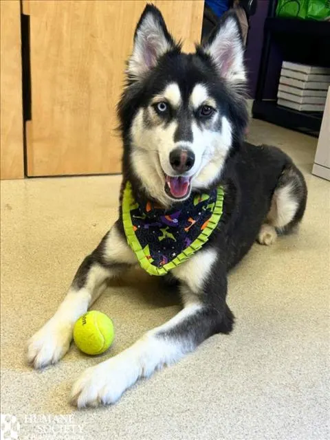 Tundra