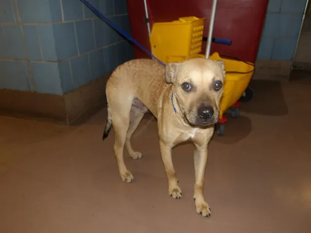 Adoptable Dog
