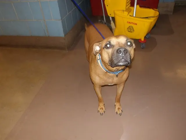 Adoptable Dog