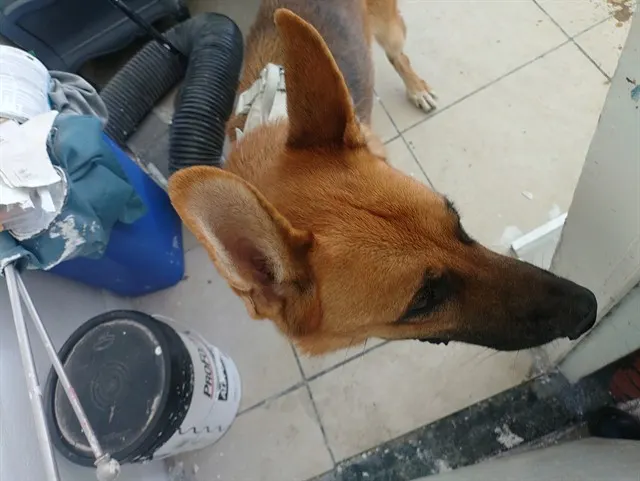Adoptable Dog