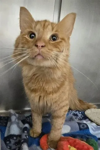 Professor Fluffenstein
