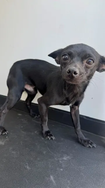 Adoptable Dog