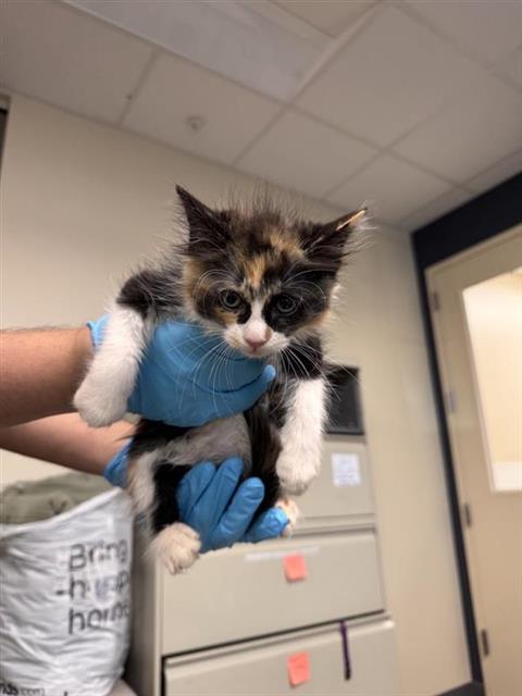 Kitty1