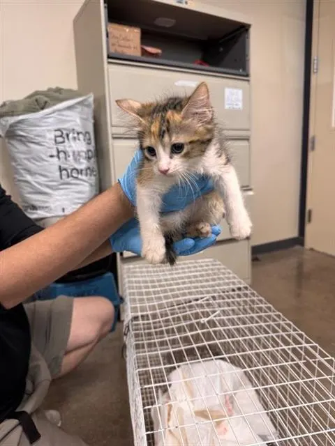 Kitty2
