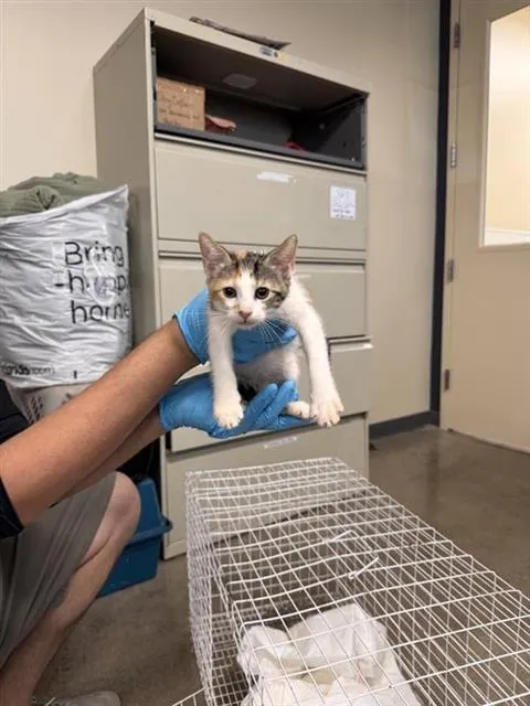 Kitty3