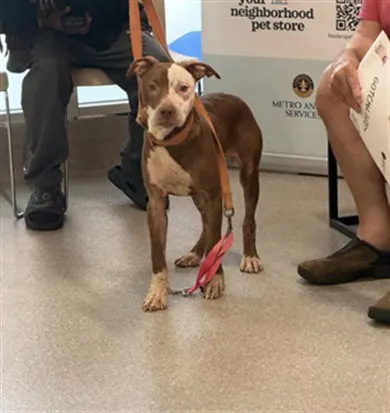 Adoptable Dog