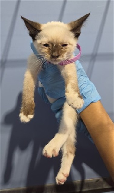 Adoptable Cat