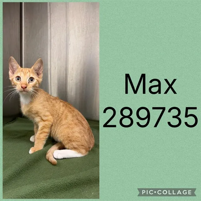 Max