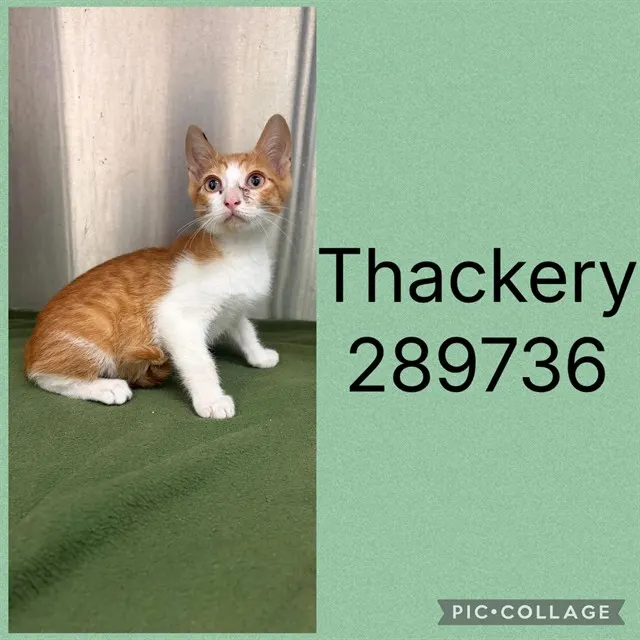 Thackery