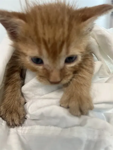 Adoptable Cat