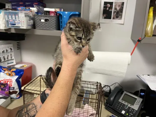 Adoptable Cat