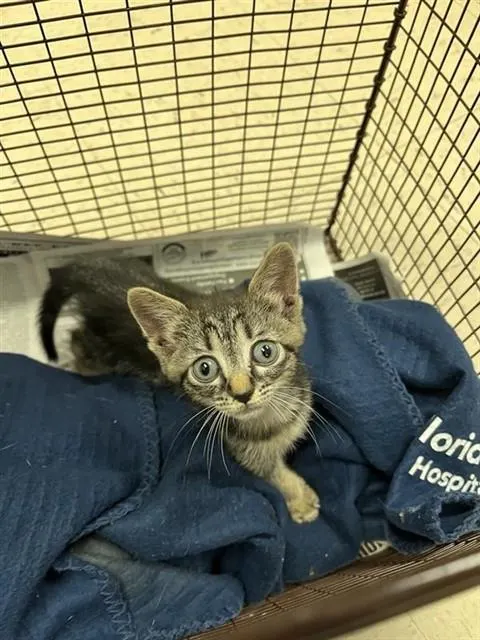 Adoptable Cat