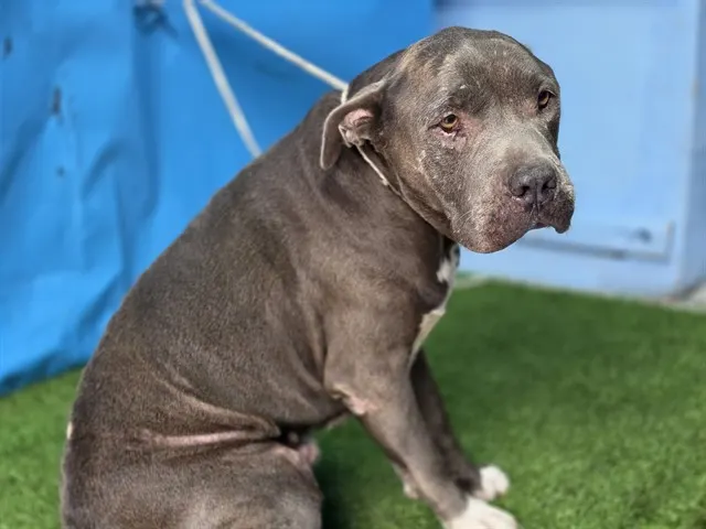 Adoptable Dog