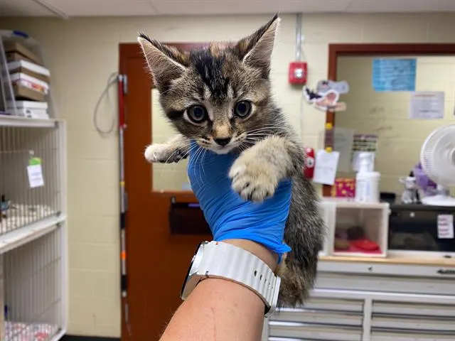 Adoptable Cat