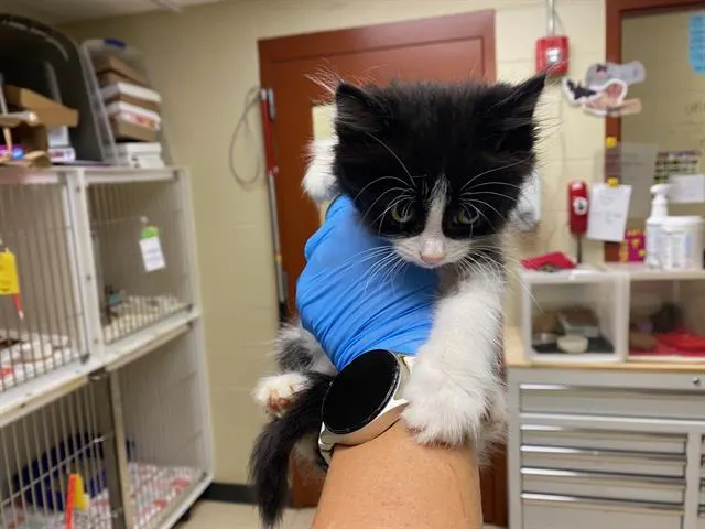 Adoptable Cat