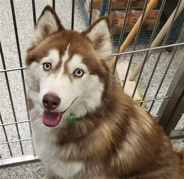 Bella