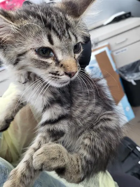 Victor