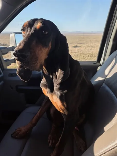 Bubba J