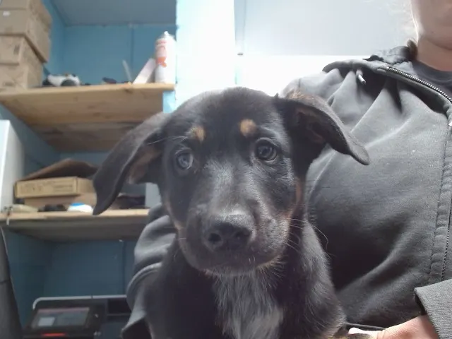 Atticus