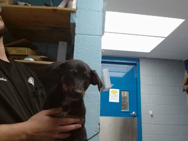 Gemma