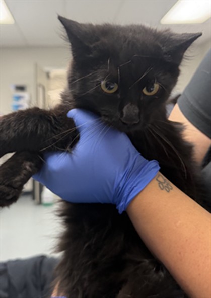 Adoptable Cat